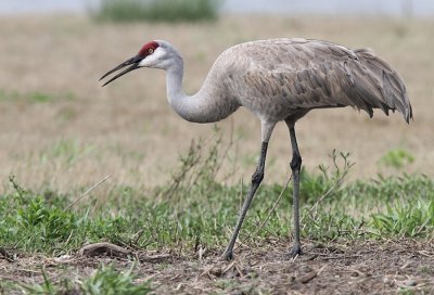 Sandhill Crane