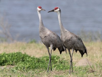 Sandhill Cranes
