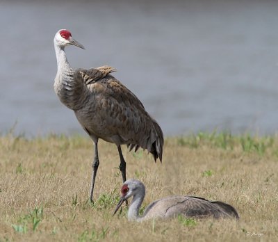 Sandhill Cranes