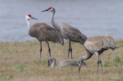 Sandhill Cranes