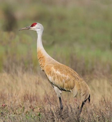 Sandhill Crane