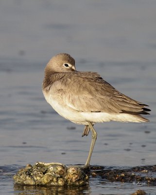 Eastern Willet