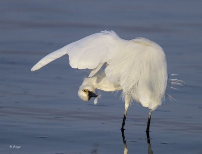 Snowy Egret
