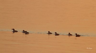 Common Loons