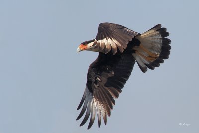 Crested Caracara