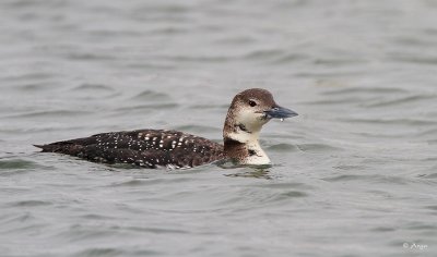 Common Loon