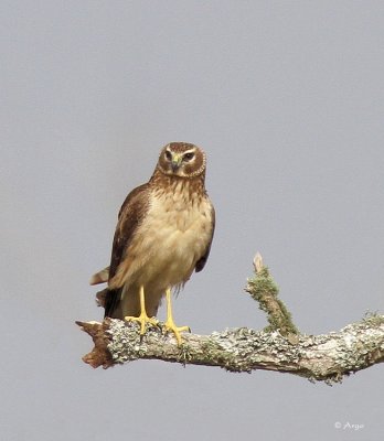 Northern Harrier