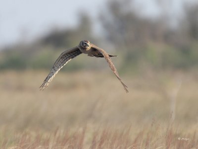 Northern Harrier