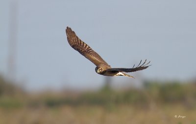 Northern Harrier