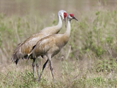 Sandhill Cranes