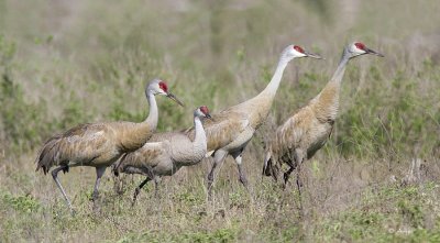 Sandhill Cranes