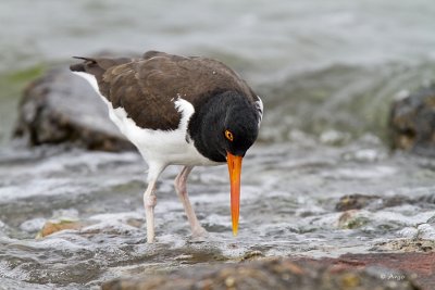 American Oystercatcher