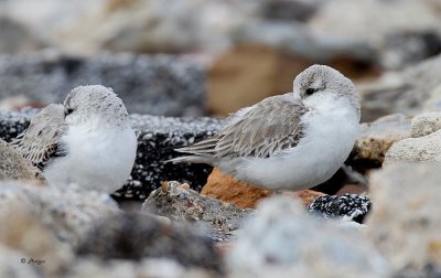 Sanderlings