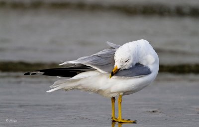 Ring-billed Gull