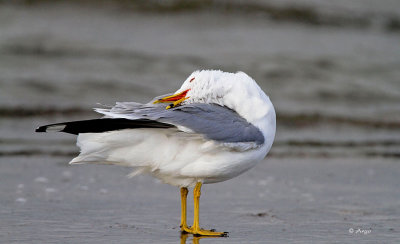 Ring-billed Gull