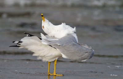 Ring-billed Gull