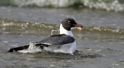 Laughing Gull