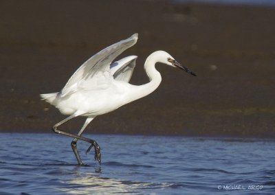 Reddish Egret