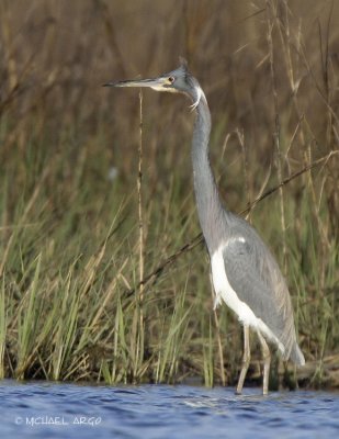 Tri-colored Heron