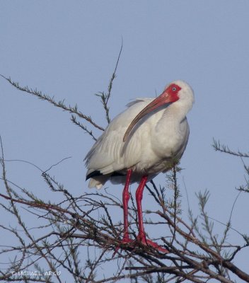 White Ibis