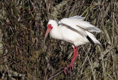 White Ibis