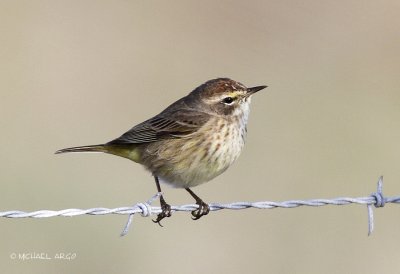 Palm Warbler