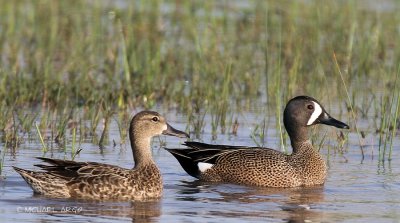 Blue-winged Teal
