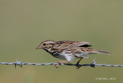Savannah Sparrow