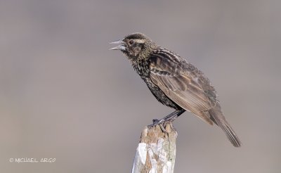 Red-winged Blackbird