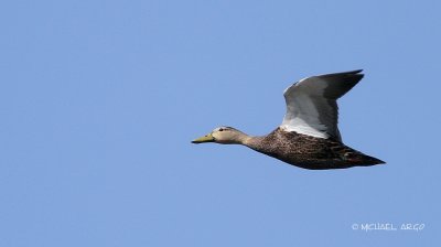 Mottled Duck