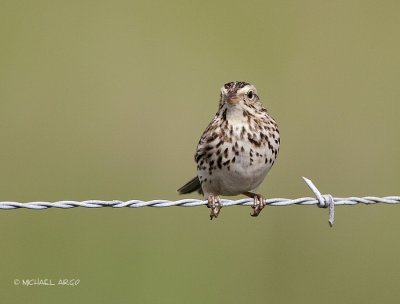 Savannah Sparrow