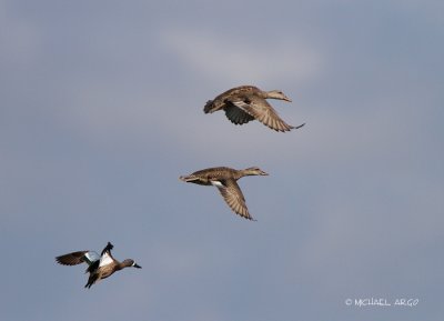 Blue-winged Teal