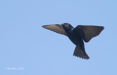 Purple Martin