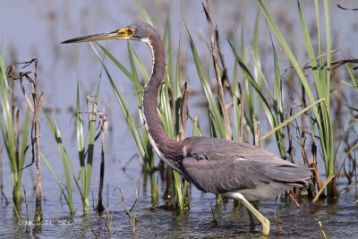 Tri-colored Heron