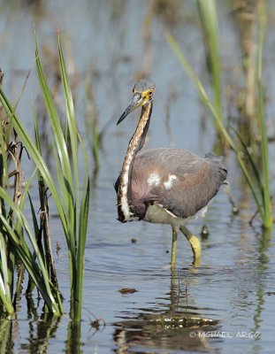 Tri-colored Heron