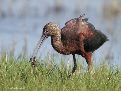 White-faced Ibis