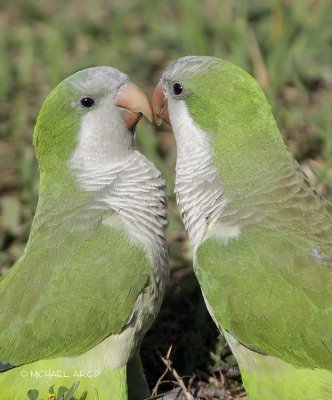 Monk Parakeets