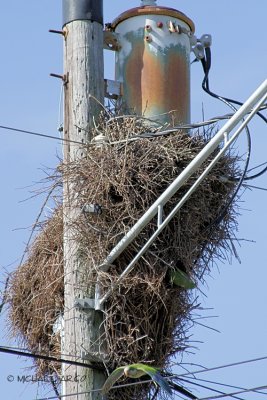 Nest