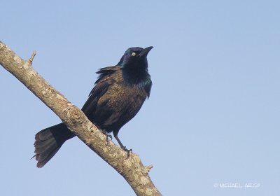 Common Grackle