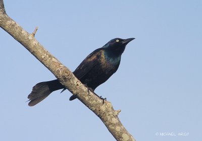 Common Grackle