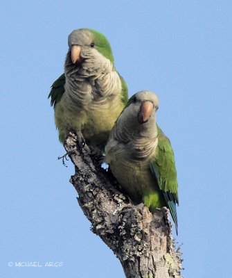 Monk Parakeets