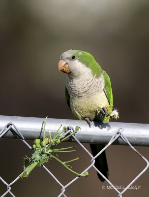Monk Parakeet