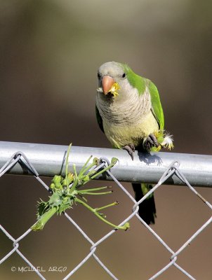 Monk Parakeet