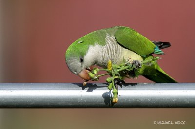 Monk Parakeet
