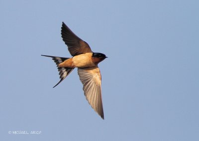 Barn Swallow