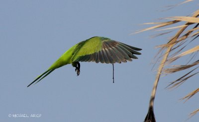 Monk Parakeet
