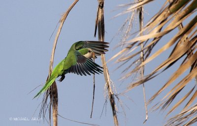 Monk Parakeet