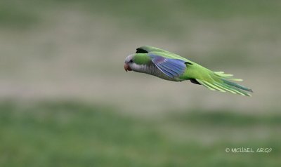 Monk Parakeet