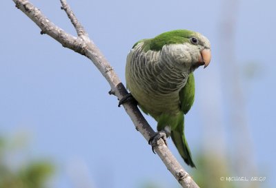 Monk Parakeet