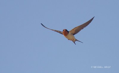 Barn Swallow